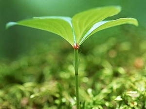 春分时节话养生/