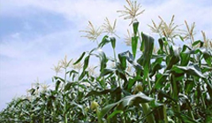 处暑气节：祛暑防燥更重要