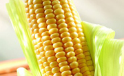 处暑时节谨防玉米病虫害