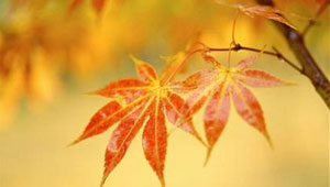 �＾����С��ʶ