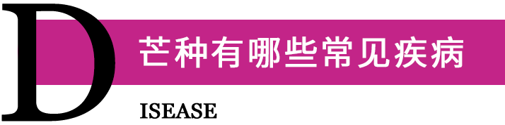 芒种有哪些常见疾病