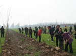 清明节民间习俗：植树