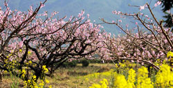 黟县五里赏桃花源