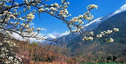 米亚罗赏野桃花