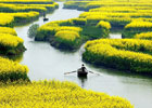 清明旅游好去处 江西婺源赏油菜花大全