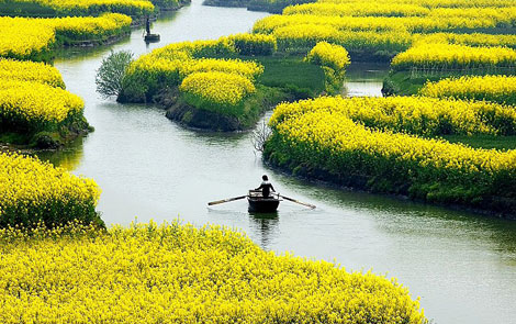 清明旅游好去处 江西婺源赏油菜花大全