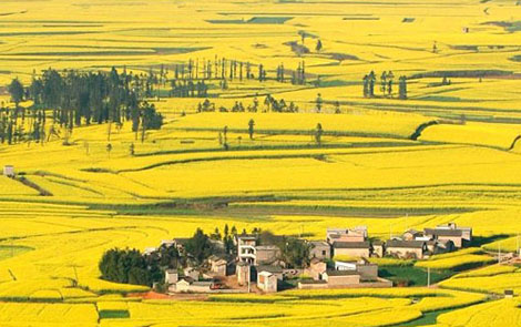 清明节旅游 云南罗平赏油菜花攻略