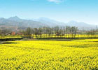清明节旅游 赏油菜花广东英德值得去