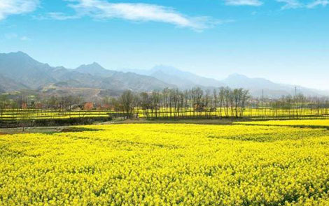 清明节旅游 赏油菜花广东英德值得去