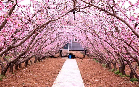 清明旅游好去处 四川龙泉赏桃花