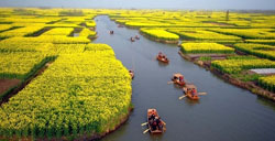 清明节赏花推荐 江苏兴化赏油菜花大全