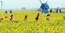 清明节去哪里赏花 上海奉贤赏油菜花七部曲