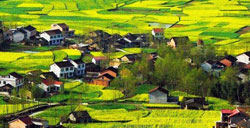 陕西汉中旅游 清明赏油菜花指南