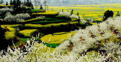 清明节去哪里赏花 贵定音寨油菜花田满目金黄