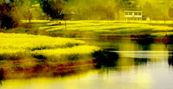 清明节赏花推荐 赏重庆潼南崇龛油菜花指南