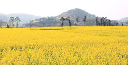清明赏花 河南洛宁油菜花遍布田间