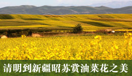 2013年清明节放假安排 到新疆昭苏赏油菜花之美