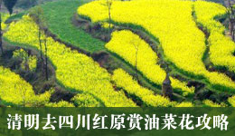 清明节旅游 四川红原赏油菜花全攻略