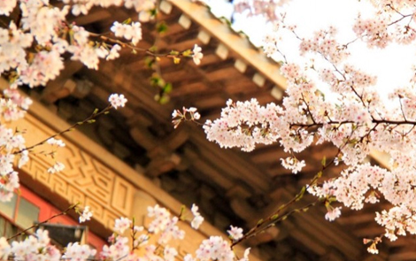 武汉大学樱花 清明节赏樱路线