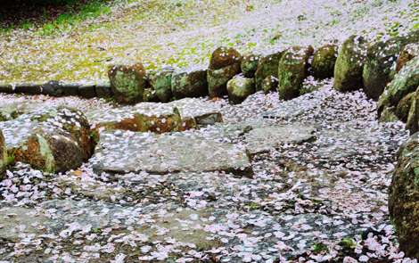 清明节去哪里赏花 玉渊潭赏樱全攻略