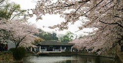 清明节赏樱：无锡太湖鼋头渚