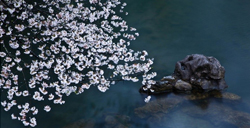 清明节赏樱：杭州太子湾公园