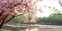 清明节赏樱：龙王塘樱花园