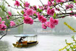 清明旅游好去处 杭州西湖赏桃花