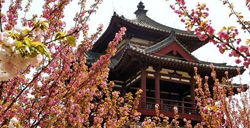 清明节赏樱：青龙寺樱花