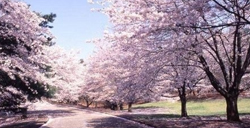 清明节赏樱：中山公园赏樱花