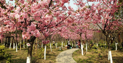 清明节赏樱：上海顾村公园赏樱