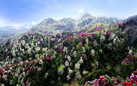 贵州百里杜鹃风景区G55