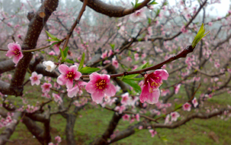 北京周边踏青观花胜地