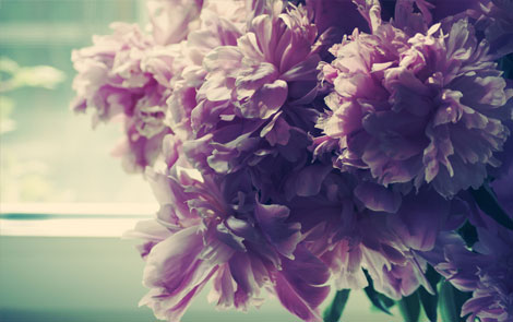 五大牡丹赏花地