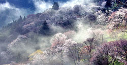 浙西天池赏野樱