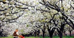  川西大渡河谷赏梨花