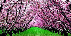 北京平谷赏桃花