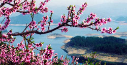 千岛湖赏桃花
