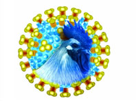 什么是 H7N9禽流感