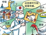 禽流感传播途径有哪些