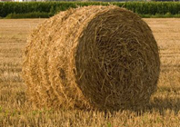 关于霜降节气的农谚