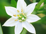 霜降节气话“无霜”
