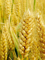 营养又健康 适合糖尿病人吃的五谷杂粮